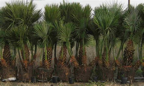 Mediterranean Fan Palm Trees Pictures