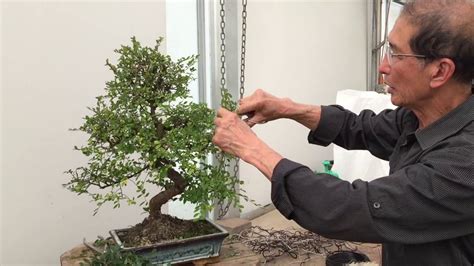 Corrective pruning can also be done throughout the year except in winter. How to Prune a Chinese Elm Bonsai Tree EASY!!! - Peter ...