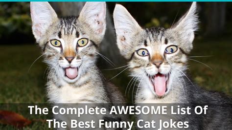 The Complete Awesome List Of The Best Funny Cat Jokes
