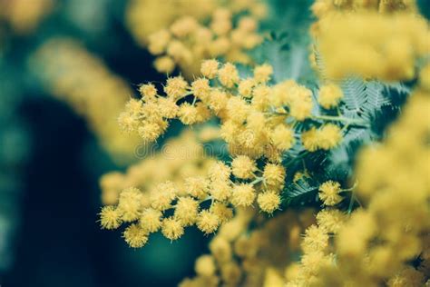 Yellow Mimosa Flower Stock Photo Image Of Close Season 212815124