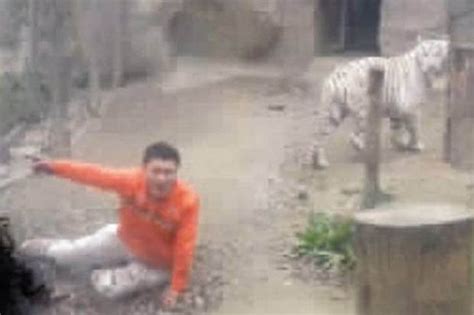 Shocking Moment A Man Is Mauled After Trying To Make Tigers Eat Him
