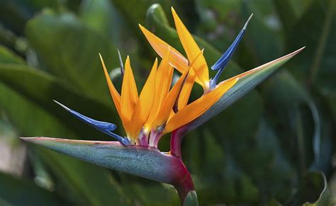 The Birds Of Paradise Flowers In Zimbabwe