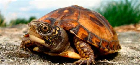 ¿qué Cuidados Necesitan Las Tortugas Terrestres ¡descúbrelos