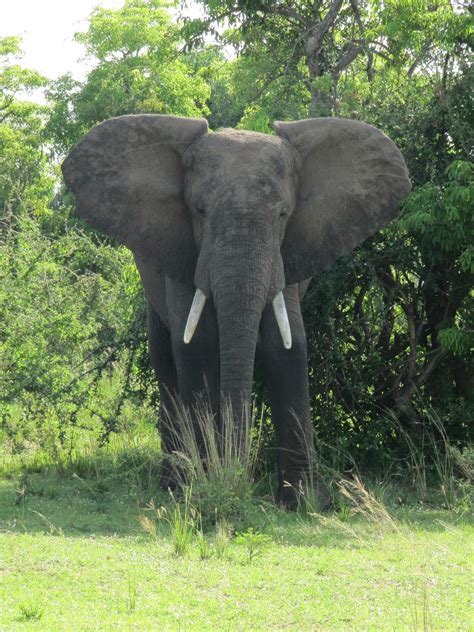 Fileafrican Bush Elephant In Murchison Falls National Park