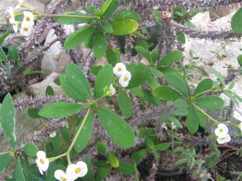 Ferbaceous plants small flowers arranged into umbels. EXOTIC SHRUBS - The Trees & Flowers of Whangarei.