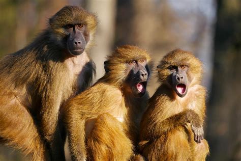 Female Monkeys With Female Friends Live Longer New Study Shows The
