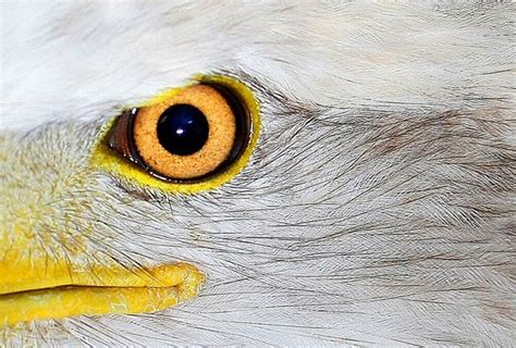 Eagle eyes was developed from original nasa optic technology and is certified space technology. Age weakens our 'eagle eyes,' but risks can be cut | NWADG