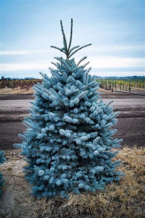 Buy Bakers Blue Colorado Spruce Spruce Trees Picea Pungens ‘bakeri