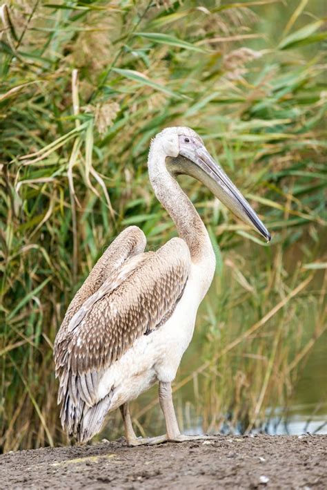 Baby Pelican Stock Photo Image Of Nature Young Care 9324848