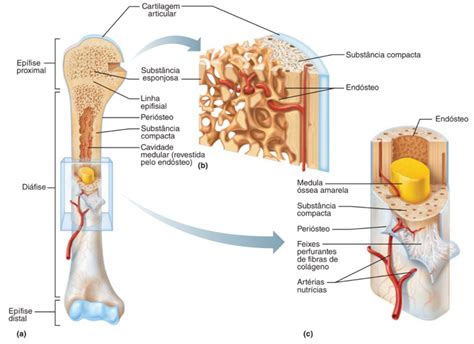 Função Da Medula Ossea