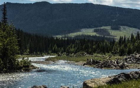 Landscape View Of Green Trees Covered Mountains Forest Wood Logs River