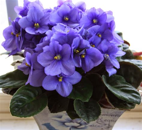Flortografía Octubre Dedicado A Las Violetas