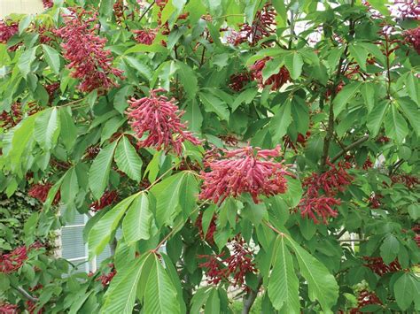 Maybe you would like to learn more about one of these? Flowering Trees In Ohio - KISVACKOR MINDENNAPJAI
