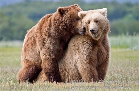 Bears mating | Grizzly bear photography, Brown bear, Brown bear facts