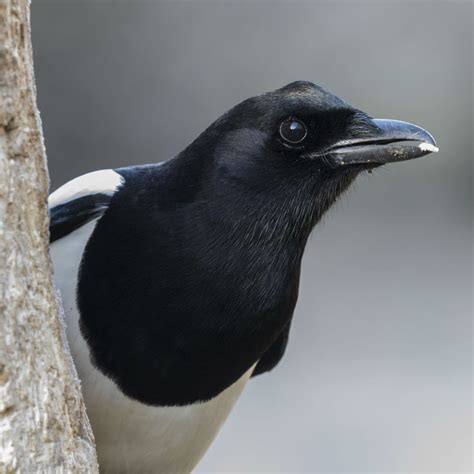 Maybe you would like to learn more about one of these? All about the Magpie - GardenBird