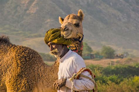 pushkar camel image national geographic your shot photo of the day