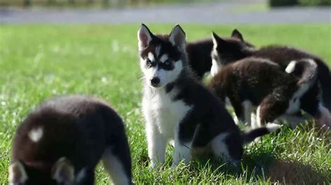 Mas eminan 2 kafe husky. Siberian Husky Mix Puppies For Sale - YouTube