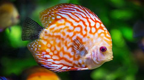 10 Most Colorful Fish For Your Aquarium Youtube