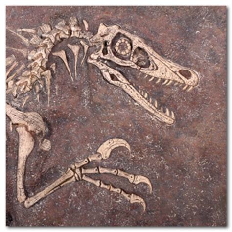 Velociraptor Fossil Dig Without Sides Natural Natureworks