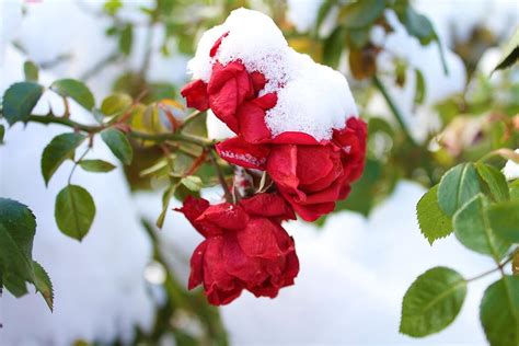 Snowy Rose Photograph By Aaryne Mcevoy Fine Art America