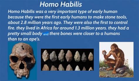 😍 Homo Habilis Physical Features Chapter 10 Early Hominid Origins And