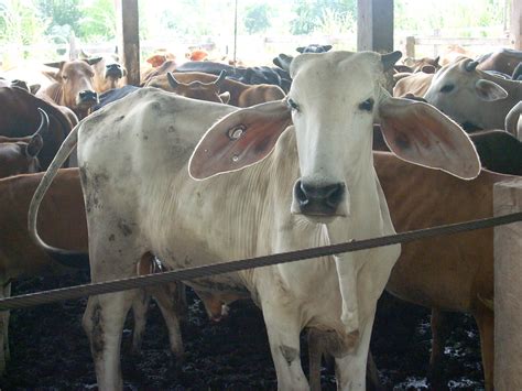 Hasil diatas adalah hasil pencarian dari anda lembu mp3 dan menurut kami yang paling cocok adalah lembu. Kandang fidlot lembu | Lokasi kursus selama 4 hari di ...
