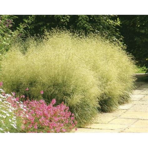 Щучка дернистая, луговик (deschampsia cespitosa (l) beauv.) 01.02.2014. Deschampsia cespitosa 'Goldtau' - Canche cespiteuse ...