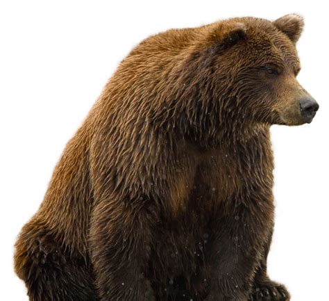 Angry Grizzly Bear Png Images And Photos Finder