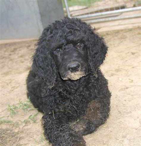 Giant Standard Poodle Puppies For Sale