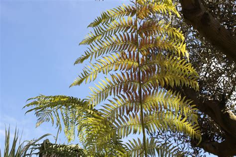 Deciduous ferns grow much like other perennial plants. Dicksonia Antarctica - tree fern. Evergreen tree fern with ...