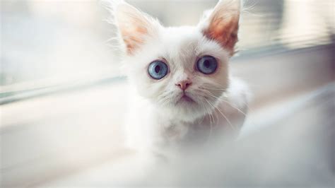 See 8,635 tripadvisor traveler reviews of 279 white plains restaurants and search by cuisine, price, location, and more. White Cat With Staring Blue Eyes In White Blur Background ...