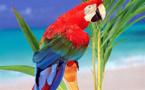 Wallpaper 1920x1200 Px 40 Bird Macaw Parrot Tropical 1920x1200