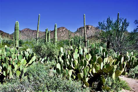 Mountain Sonoran Desert Landscape In West Saguaro National Park In
