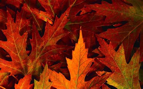 download autumn leaves high quality desktop wallpaper