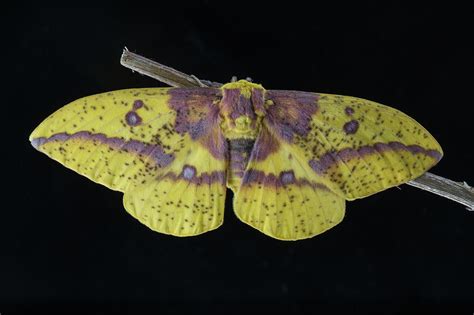 Imperial Moth Eacles Imperialis Photograph By Jim And Lynne Weber