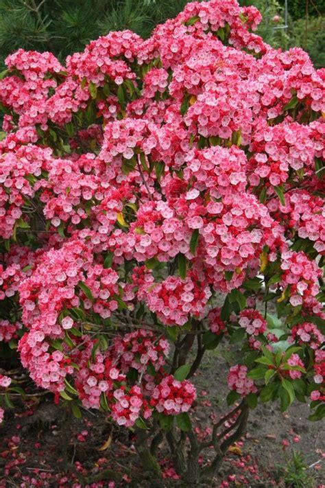 Maybe you would like to learn more about one of these? Lorbeerrosen (Kalmia) | Immergrüne pflanzen, Pflanzen ...
