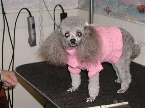 Hilarious Dog Haircuts 49 Pics