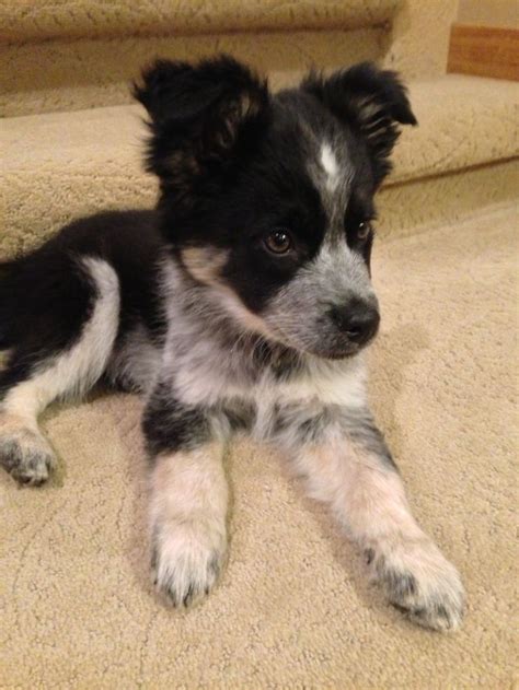 Border Collie Blue Heeler Mix This Little Guy Is So Adorable I