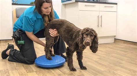 Integrating Alternative Therapies In Dog Care