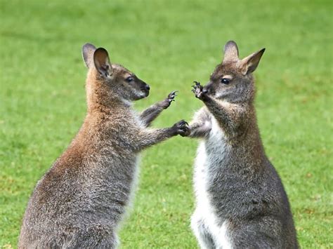 10 Astonishing Wallaby Facts Fact Animal