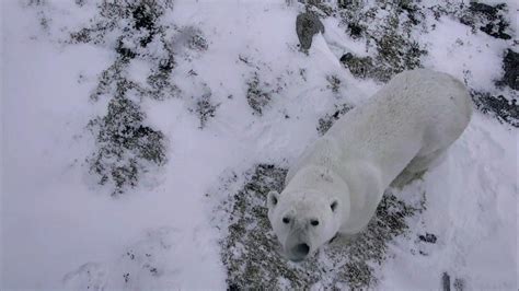 Live Polar Bear Cam Provides Incredible Video Of Wild Polar Bears On