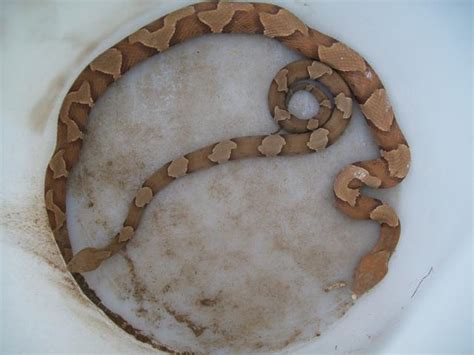Definitely do research on the snakes in your area and make sure. Best way I've found yet to deal with snake problems ...