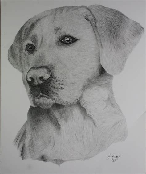 People and portraits part of my 'hollywood, film. Yellow lab pencil drawing by REKnox | Drawings, Pencil ...