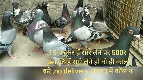 Sale Pigeon Delhi No Delivery Anywhere Youtube