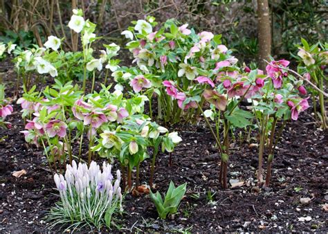 Maybe you would like to learn more about one of these? Hellebores - Earthbound Gardens - Red Bay, Ontario