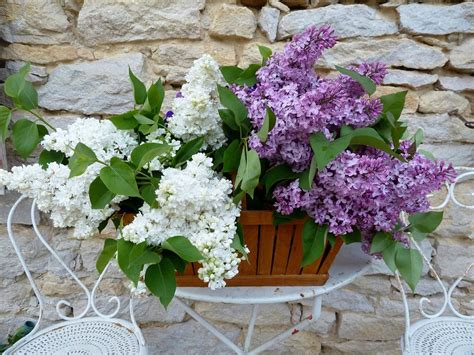 How To Make A Small Fragrant Garden Fragrant Plants For Containers