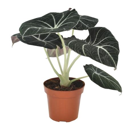 Vegetable can be used in several senses, including culinary, botanical and legal. ALOKÁZIA (ALOCASIA BLACK VELVET) 30 CM - Szobanövény - Növény,