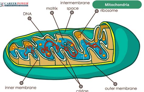 Mitochondria Definition Functions Diagram Structure And Parts