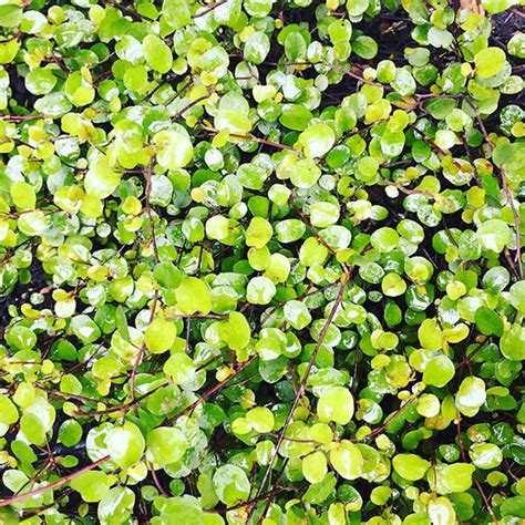 Best Ground Cover Plants For Uk Gardens Paramount Plants