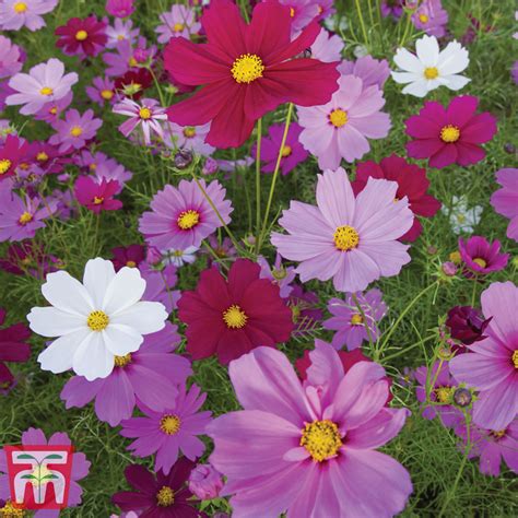 Outdoor And Gardening Home And Living Cosmos Bipinnatus 10 Cosmos Mix